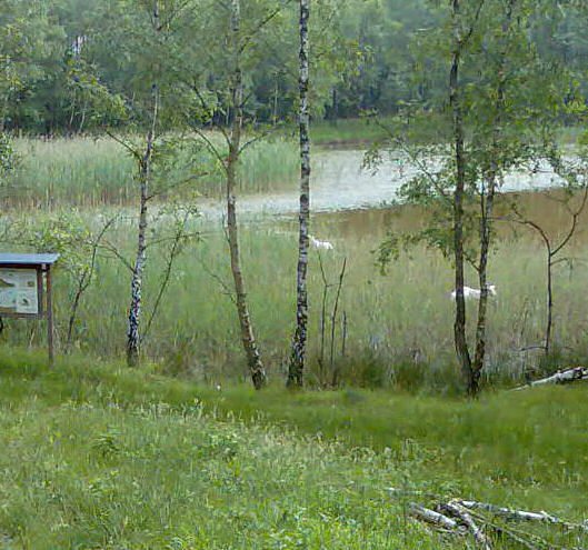 Ziegen in der Grube Weiss