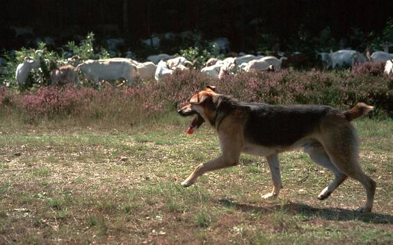 Rex, ein Altdeutscher Stumper