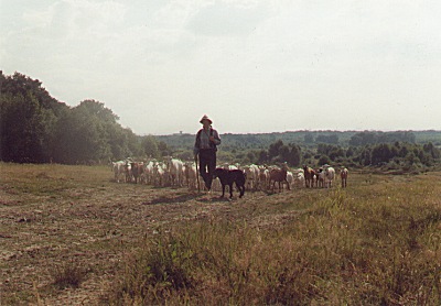 Ziegenherde in der Wahner Heide