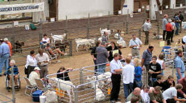 Ziegenzüchter im Gespräch