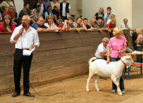 Ein WDE-Jungbock wird versteigert. Auktionator: Paul Linscheid, einer der gröten Ziegenhalter Deutschlands und Vorsitzender des Ziegenzuchtverbandes Rheinland-Pfalz