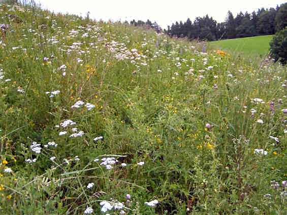 Blumenpracht auf dem Birkerhof