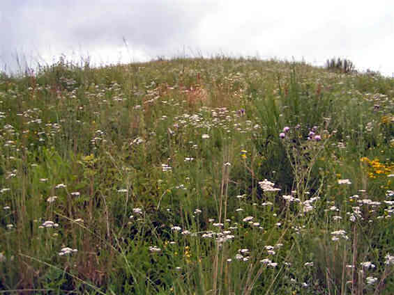 Blumenpracht auf dem Birkerhof