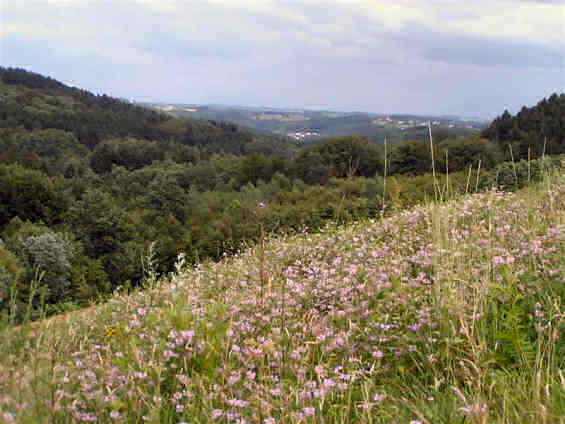 Blick ueber die Bluetenwiesen