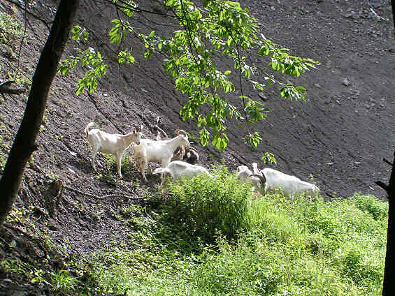 Ziegen in der Grube Weiss