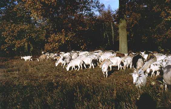 Eichelsuche im Hudewald