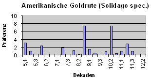 Amerikanische Goldrute (Solidago spec.)