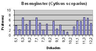 Besenginster (Cytisus scoparius)