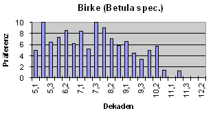 Birke (Betula spec.)