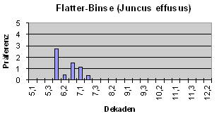 Flatter-Binse (Juncus effusus)