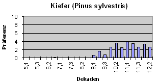 Kiefer (Pinus sylvestris)